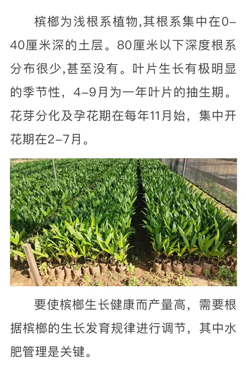 槟榔树的种植方法(槟榔树的种植方法和管理技术)-第4张图片-花花知道网 槟榔树的种植方法(槟榔树的种植方法和管理技术)-第4张图片-花花知道网