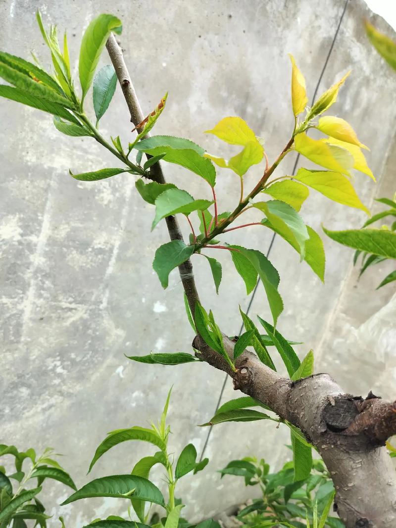 秋天给树“嫁个接”(秋季嫁接果树的最佳时间几月份)-第2张图片-花花知道网 秋天给树“嫁个接”(秋季嫁接果树的最佳时间几月份)-第2张图片-花花知道网