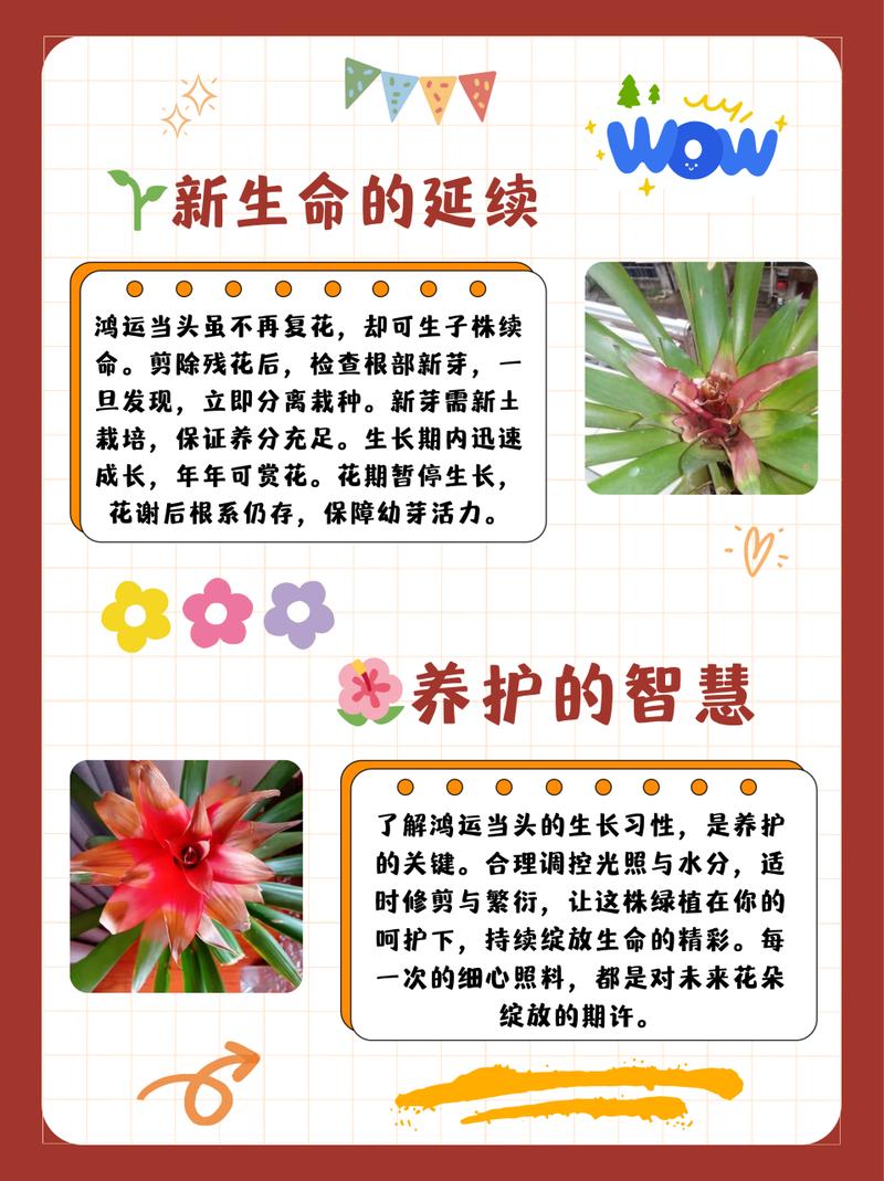 鸿运当头花谢了怎么办（鸿运当头花掉了还会再长出来吗）-第2张图片-花花知道网