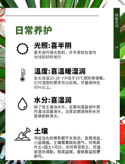 鸿运当头花谢了怎么办（鸿运当头花掉了还会再长出来吗）-第8张图片-花花知道网