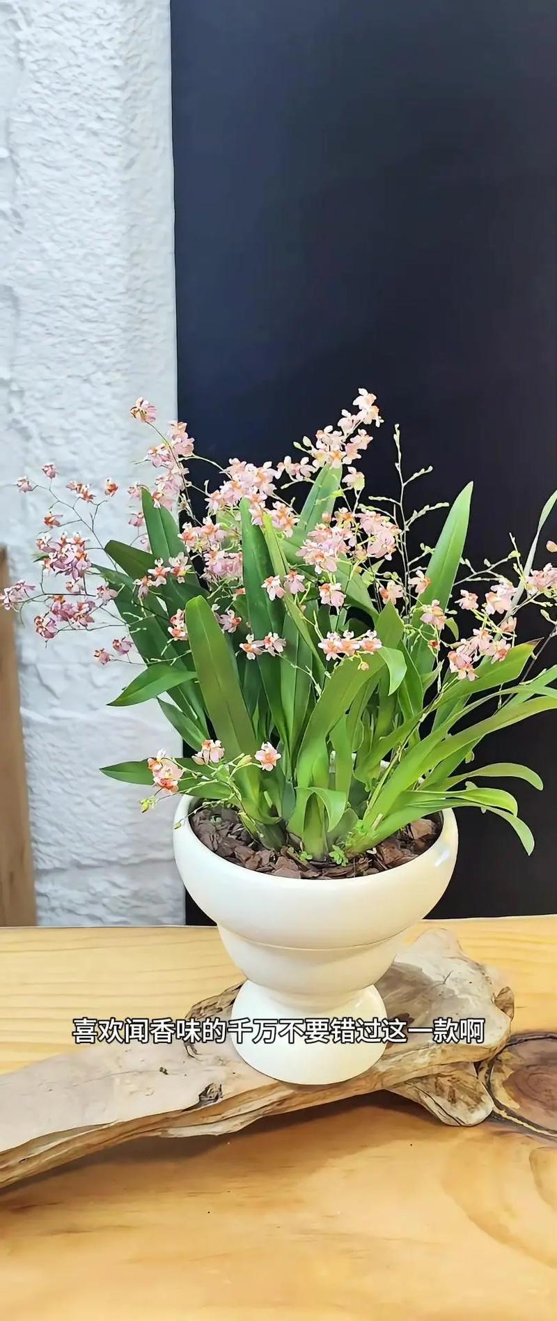 香兰怎么养护(瑞香的养护方法和管理)-第4张图片-花花知道网 香兰怎么养护(瑞香的养护方法和管理)-第4张图片-花花知道网