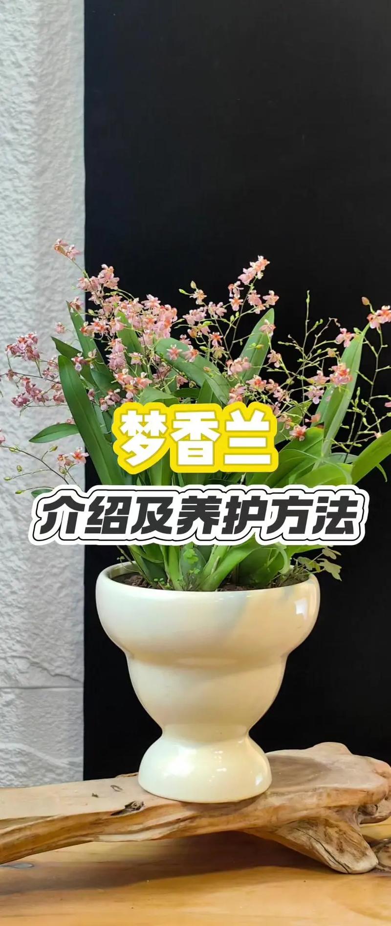 香兰怎么养护(瑞香的养护方法和管理)-第5张图片-花花知道网 香兰怎么养护(瑞香的养护方法和管理)-第5张图片-花花知道网