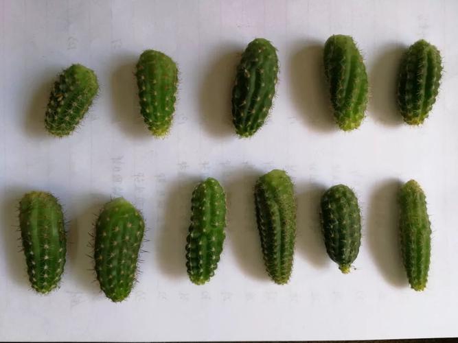 白檀夏天怎么养(白檀的养护)-第2张图片-花花知道网 白檀夏天怎么养(白檀的养护)-第2张图片-花花知道网