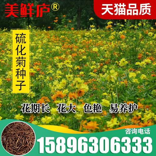 硫华菊的种植方法及注意事项（硫华菊的种植过程）-第3张图片-花花知道网