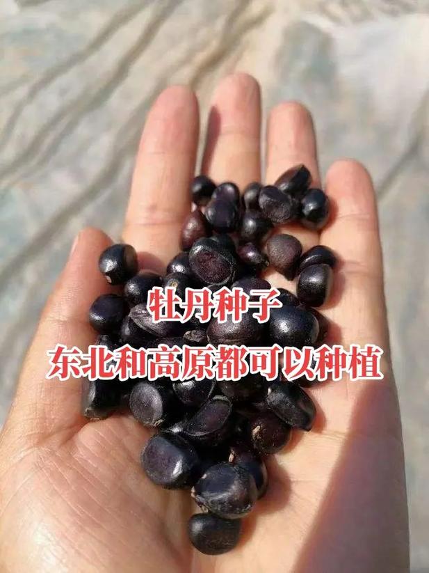 紫斑牡丹种子怎么种(观赏紫斑牡丹怎样繁殖)-第1张图片-花花知道网 紫斑牡丹种子怎么种(观赏紫斑牡丹怎样繁殖)-第1张图片-花花知道网