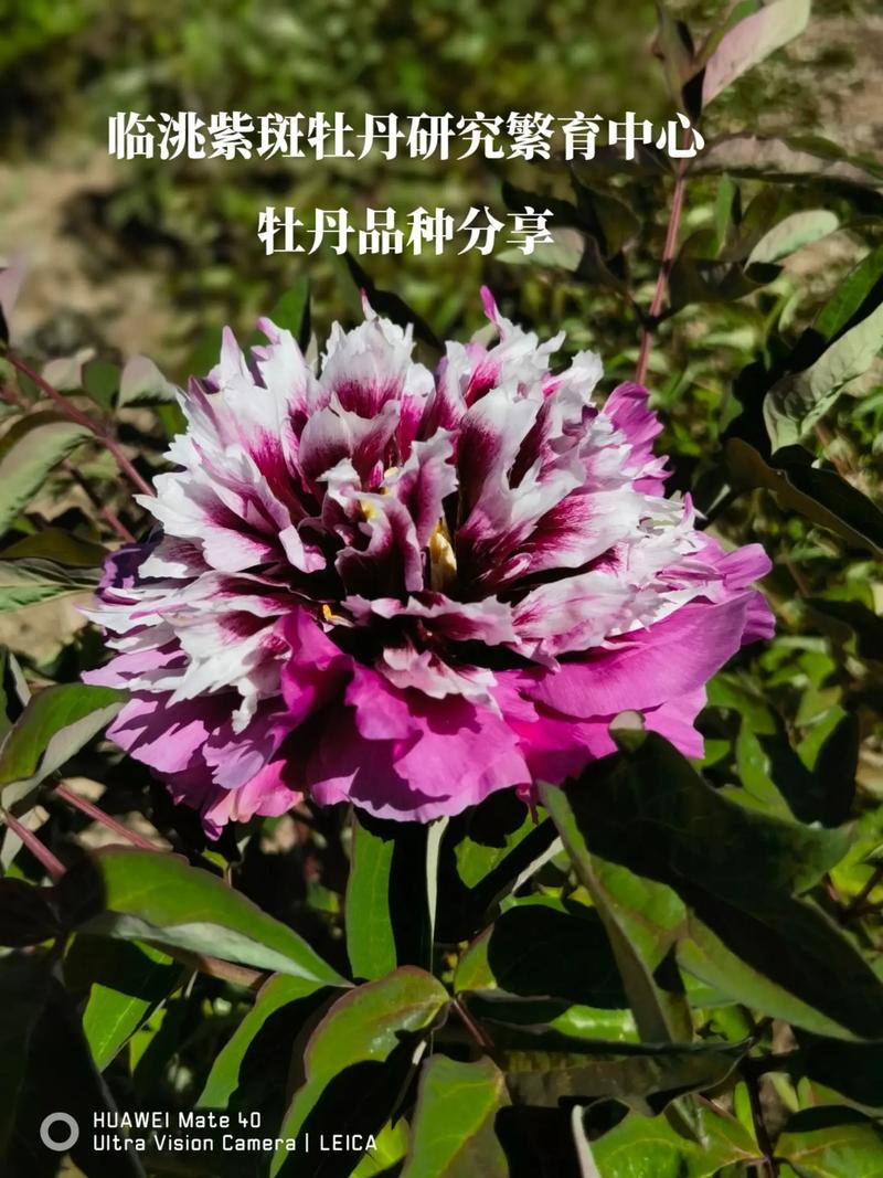 紫斑牡丹种子怎么种(观赏紫斑牡丹怎样繁殖)-第2张图片-花花知道网 紫斑牡丹种子怎么种(观赏紫斑牡丹怎样繁殖)-第2张图片-花花知道网