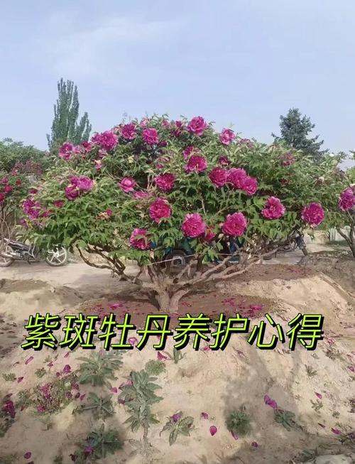 紫斑牡丹种子怎么种(观赏紫斑牡丹怎样繁殖)-第6张图片-花花知道网 紫斑牡丹种子怎么种(观赏紫斑牡丹怎样繁殖)-第6张图片-花花知道网