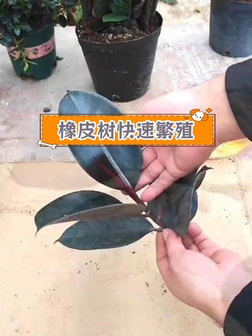 橡皮树怎么扦插(橡皮树怎么扦插生根快)-第5张图片-花花知道网 橡皮树怎么扦插(橡皮树怎么扦插生根快)-第5张图片-花花知道网