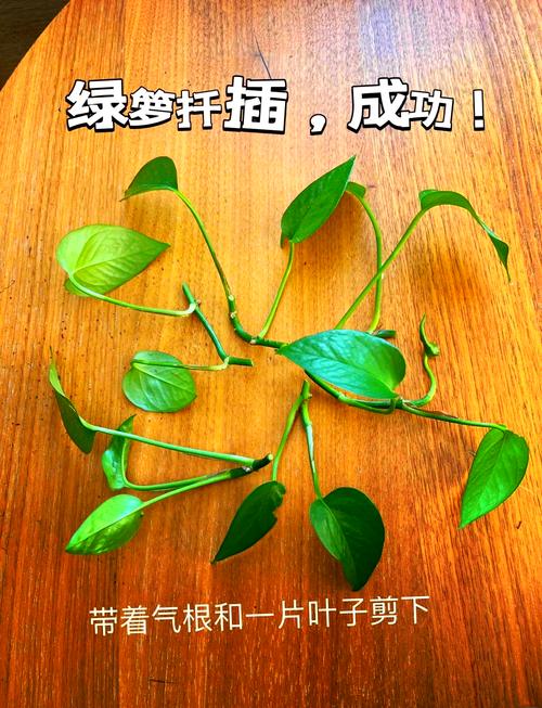 水培绿萝什么季节移栽好(水培绿萝什么季节移栽好活)-第1张图片-花花知道网 水培绿萝什么季节移栽好(水培绿萝什么季节移栽好活)-第1张图片-花花知道网