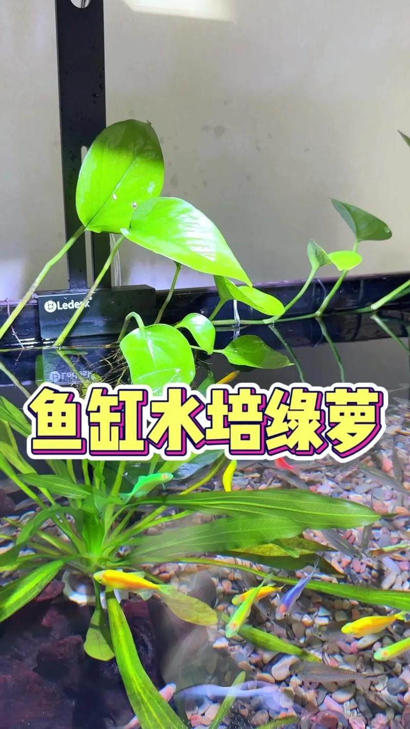 水培绿萝什么季节移栽好(水培绿萝什么季节移栽好活)-第4张图片-花花知道网 水培绿萝什么季节移栽好(水培绿萝什么季节移栽好活)-第4张图片-花花知道网