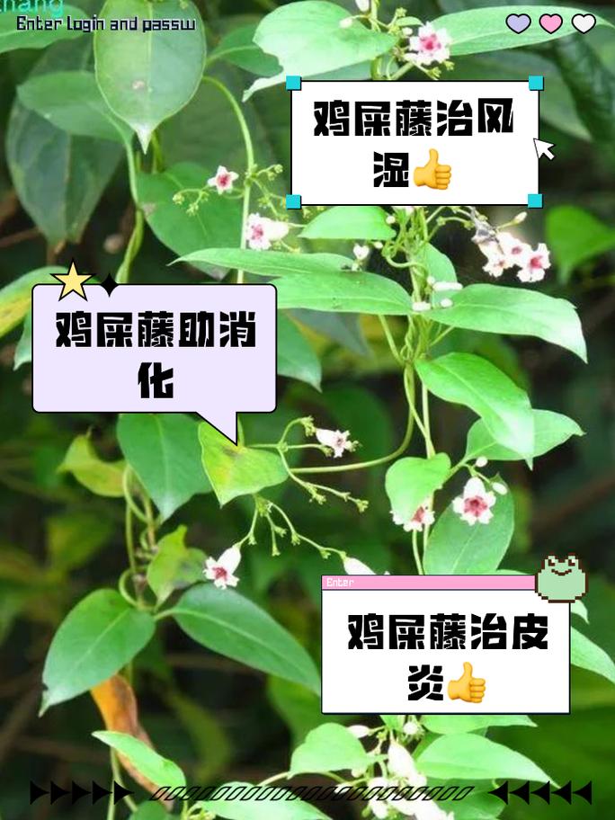 鸡心藤怎么养殖(鸡心藤的养殖方法和注意事项视频)-第2张图片-花花知道网 鸡心藤怎么养殖(鸡心藤的养殖方法和注意事项视频)-第2张图片-花花知道网
