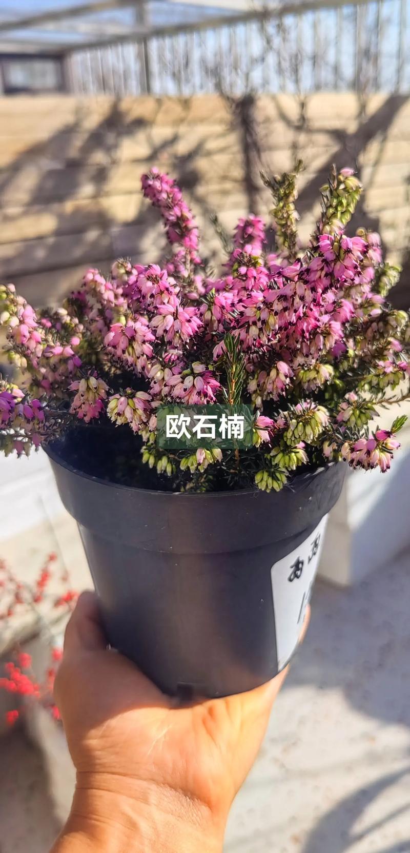 欧石楠种子怎么种(欧石楠品种大全)-第3张图片-花花知道网 欧石楠种子怎么种(欧石楠品种大全)-第3张图片-花花知道网