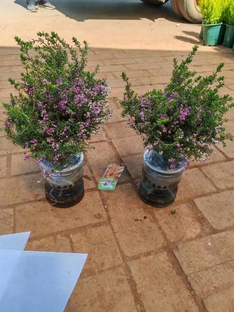 欧石楠种子怎么种(欧石楠品种大全)-第5张图片-花花知道网 欧石楠种子怎么种(欧石楠品种大全)-第5张图片-花花知道网