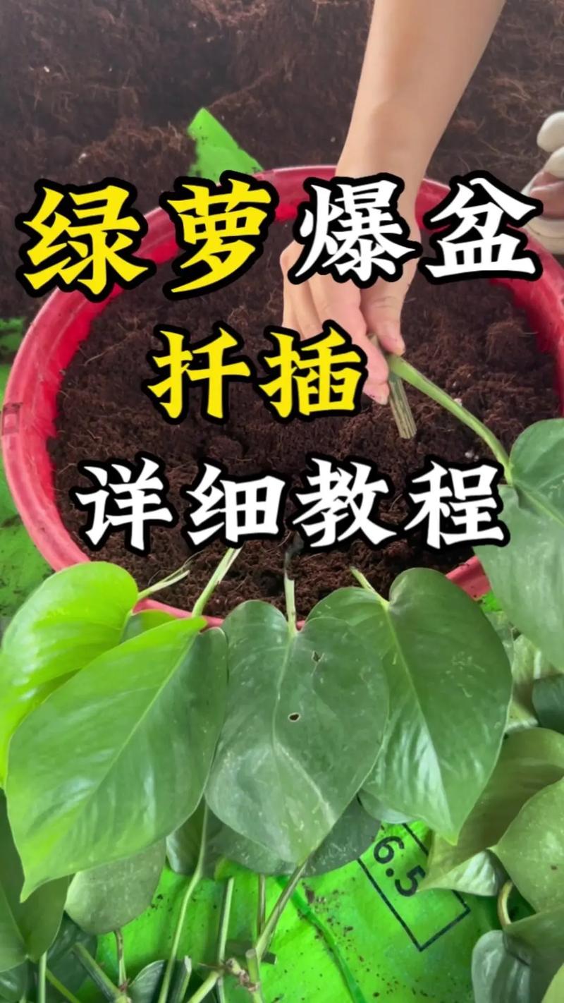 怎样扦插绿萝(怎样养绿萝才茂盛)-第5张图片-花花知道网 怎样扦插绿萝(怎样养绿萝才茂盛)-第5张图片-花花知道网