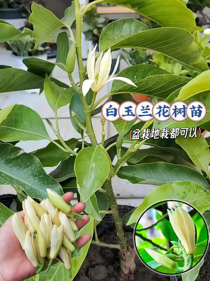 白玉兰开花后怎么办(白玉兰开花图片大全)-第2张图片-花花知道网 白玉兰开花后怎么办(白玉兰开花图片大全)-第2张图片-花花知道网
