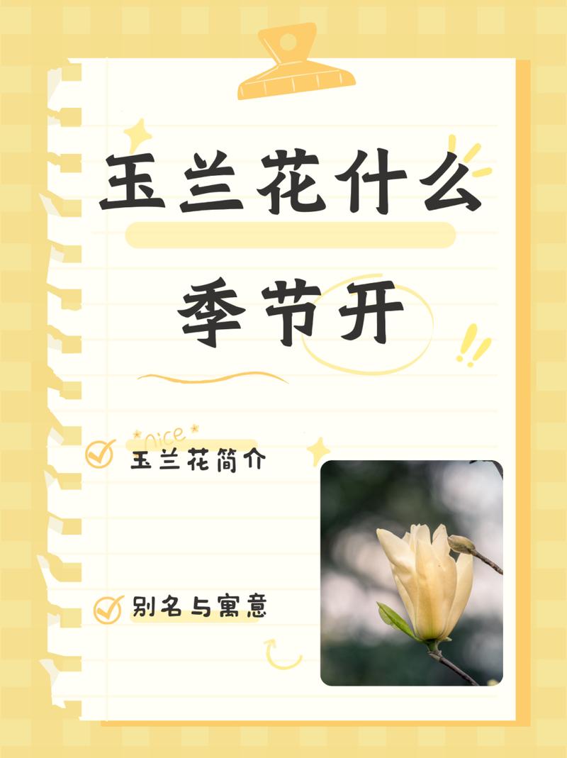 白玉兰开花后怎么办(白玉兰开花图片大全)-第3张图片-花花知道网 白玉兰开花后怎么办(白玉兰开花图片大全)-第3张图片-花花知道网