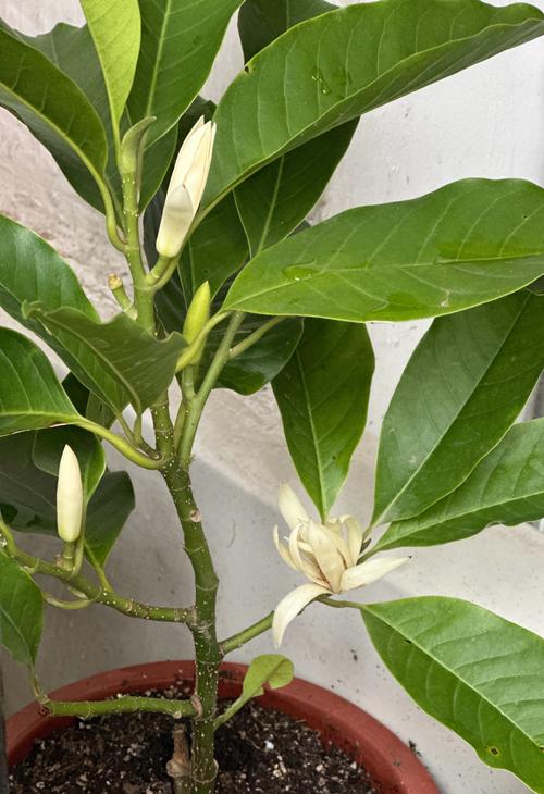 白玉兰开花后怎么办(白玉兰开花图片大全)-第4张图片-花花知道网 白玉兰开花后怎么办(白玉兰开花图片大全)-第4张图片-花花知道网