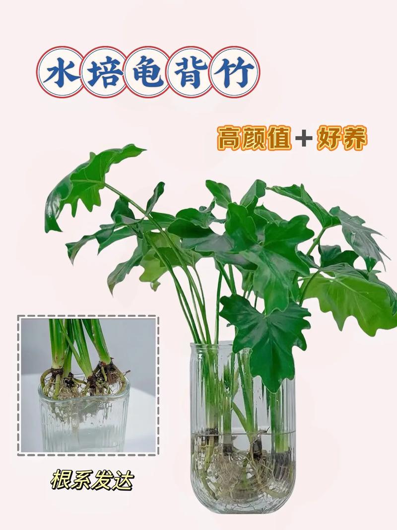 龟背竹怎么养的好(龟背竹要怎么养)-第1张图片-花花知道网 龟背竹怎么养的好(龟背竹要怎么养)-第1张图片-花花知道网