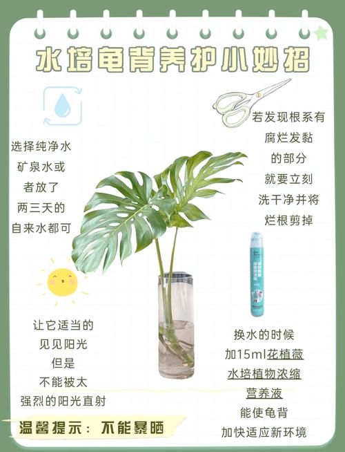 龟背竹怎么养的好(龟背竹要怎么养)-第3张图片-花花知道网 龟背竹怎么养的好(龟背竹要怎么养)-第3张图片-花花知道网