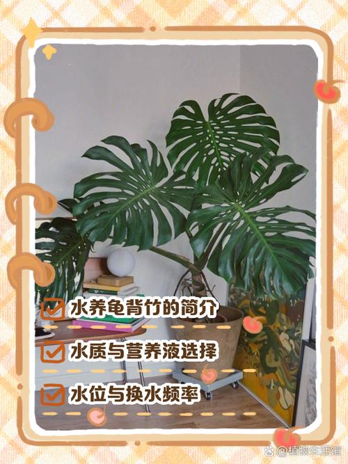 龟背竹怎么养的好(龟背竹要怎么养)-第7张图片-花花知道网 龟背竹怎么养的好(龟背竹要怎么养)-第7张图片-花花知道网