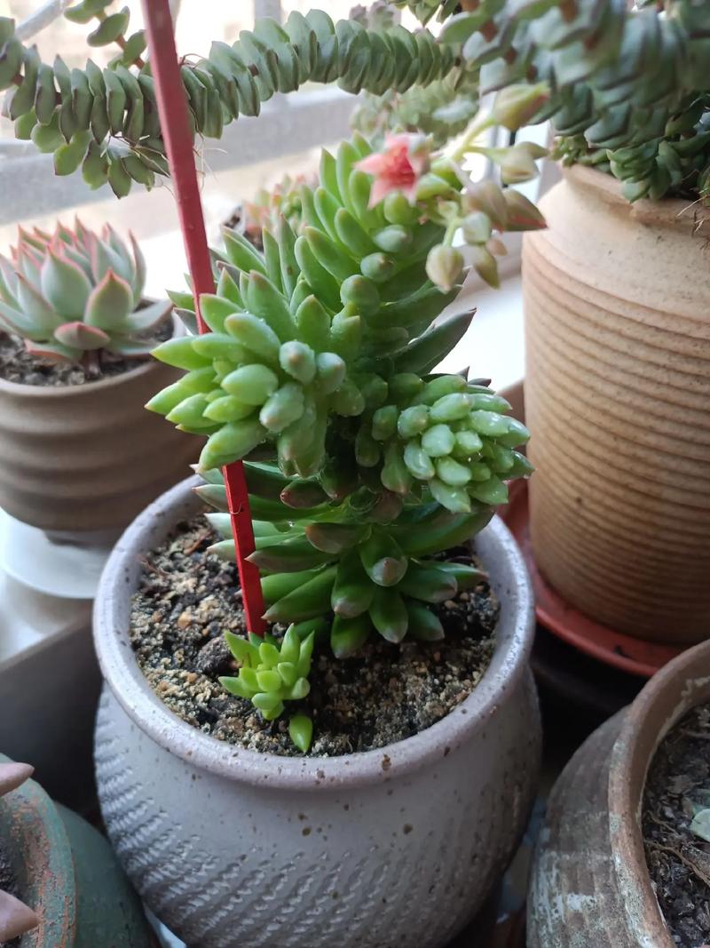 千佛手怎么养(千佛手怎么养殖方法)-第2张图片-花花知道网 千佛手怎么养(千佛手怎么养殖方法)-第2张图片-花花知道网