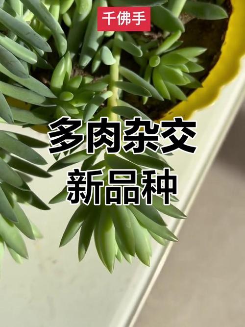 千佛手怎么养(千佛手怎么养殖方法)-第5张图片-花花知道网 千佛手怎么养(千佛手怎么养殖方法)-第5张图片-花花知道网