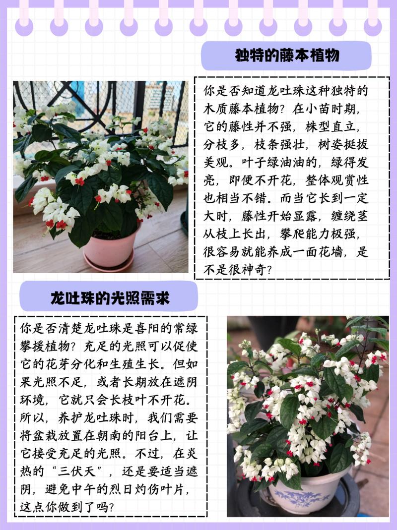 如何延长龙吐珠的花期(龙吐珠花期过后怎样剪枝)-第1张图片-花花知道网 如何延长龙吐珠的花期(龙吐珠花期过后怎样剪枝)-第1张图片-花花知道网