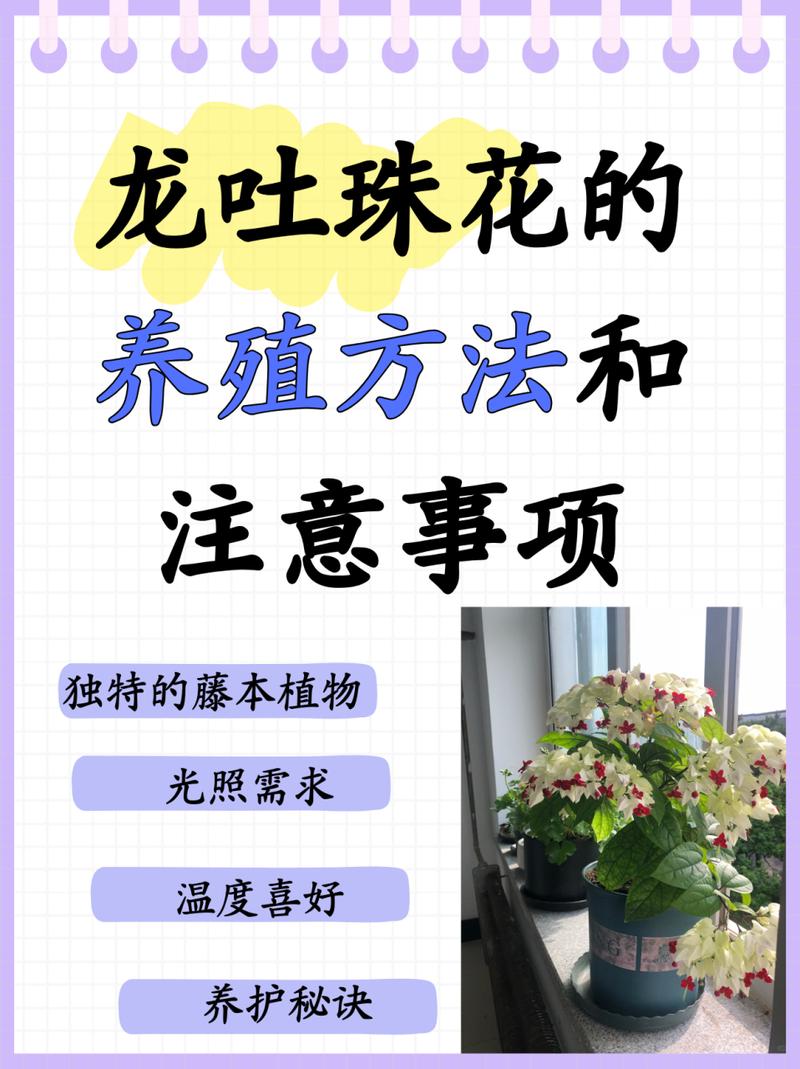 如何延长龙吐珠的花期(龙吐珠花期过后怎样剪枝)-第3张图片-花花知道网 如何延长龙吐珠的花期(龙吐珠花期过后怎样剪枝)-第3张图片-花花知道网