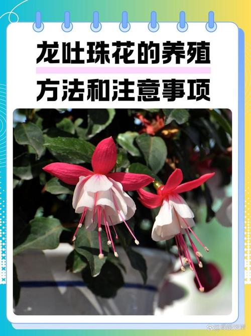 如何延长龙吐珠的花期(龙吐珠花期过后怎样剪枝)-第5张图片-花花知道网 如何延长龙吐珠的花期(龙吐珠花期过后怎样剪枝)-第5张图片-花花知道网