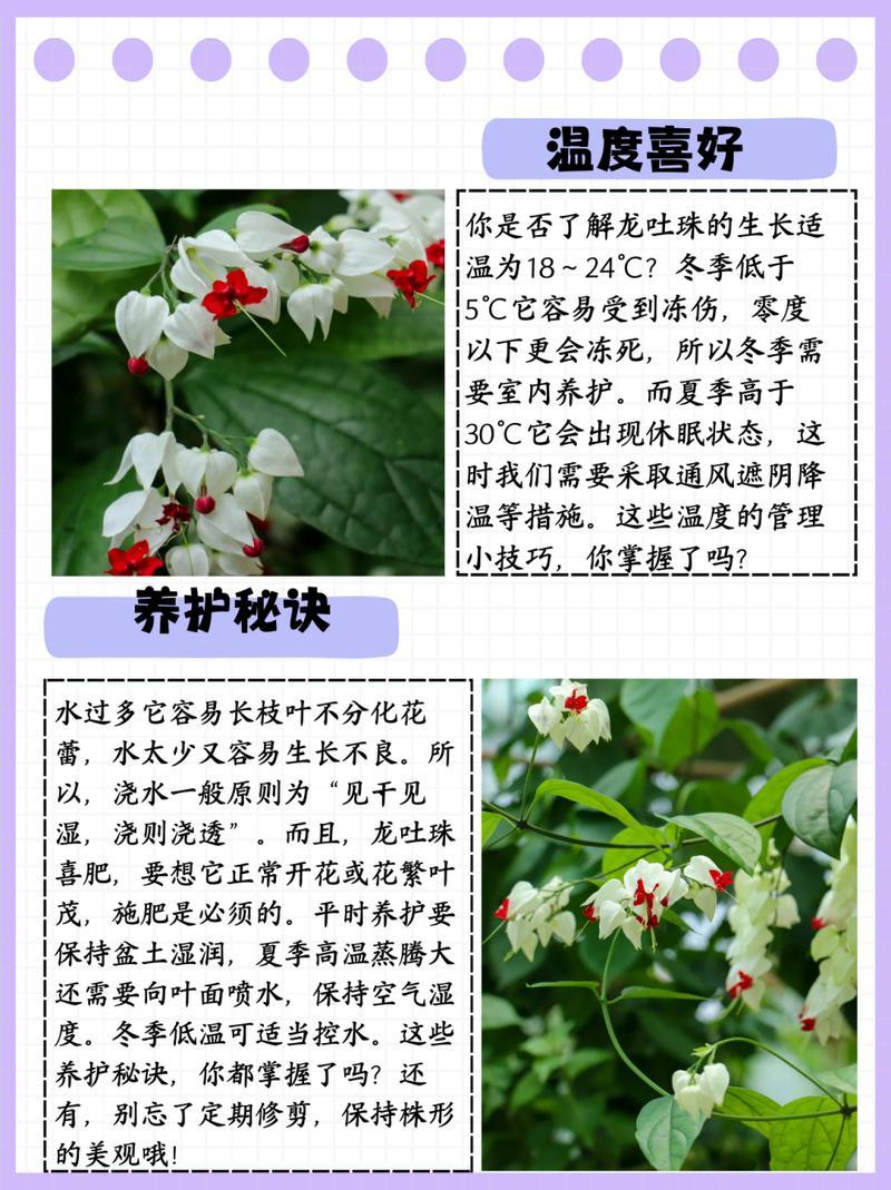 如何延长龙吐珠的花期(龙吐珠花期过后怎样剪枝)-第6张图片-花花知道网 如何延长龙吐珠的花期(龙吐珠花期过后怎样剪枝)-第6张图片-花花知道网