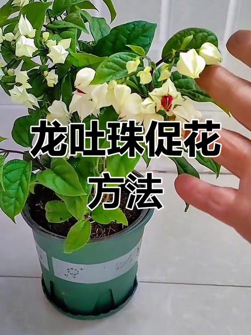 如何延长龙吐珠的花期(龙吐珠花期过后怎样剪枝)-第8张图片-花花知道网 如何延长龙吐珠的花期(龙吐珠花期过后怎样剪枝)-第8张图片-花花知道网
