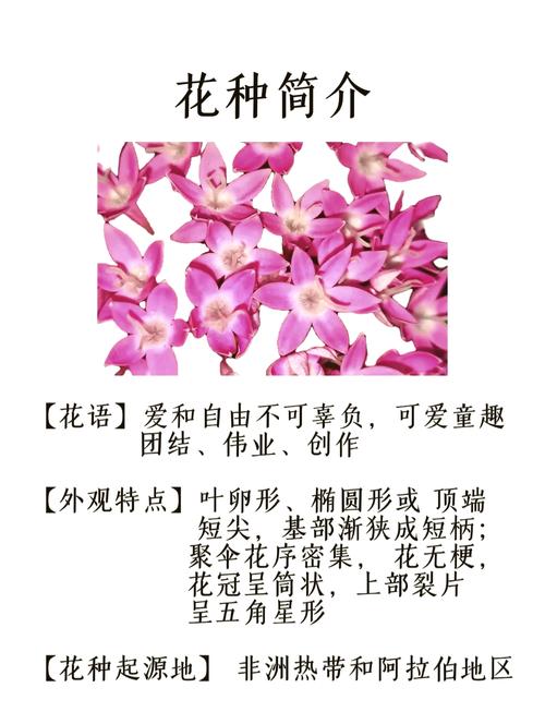 五星花怎么繁殖(五星花繁殖方法有哪些)-第3张图片-花花知道网 五星花怎么繁殖(五星花繁殖方法有哪些)-第3张图片-花花知道网