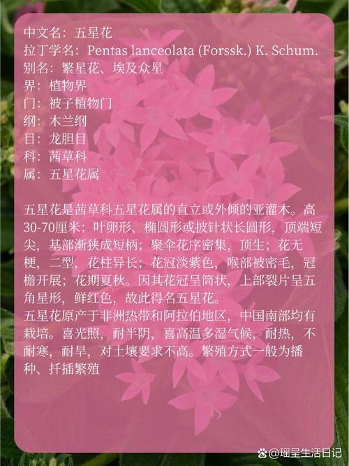 五星花怎么繁殖(五星花繁殖方法有哪些)-第5张图片-花花知道网 五星花怎么繁殖(五星花繁殖方法有哪些)-第5张图片-花花知道网