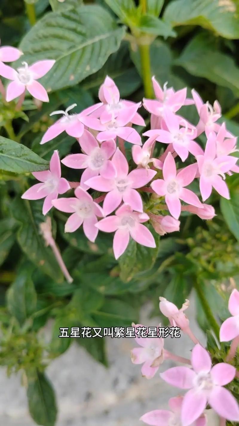 五星花怎么繁殖(五星花繁殖方法有哪些)-第8张图片-花花知道网 五星花怎么繁殖(五星花繁殖方法有哪些)-第8张图片-花花知道网