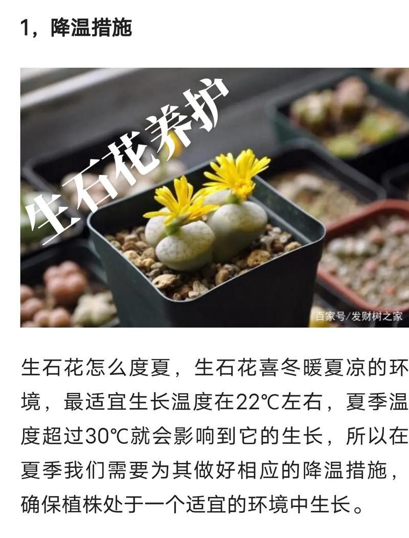 生石花开花后怎么处理（生石花开花后怎么处理好）-第5张图片-花花知道网