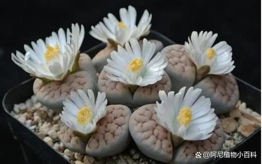 生石花开花后怎么处理（生石花开花后怎么处理好）-第6张图片-花花知道网