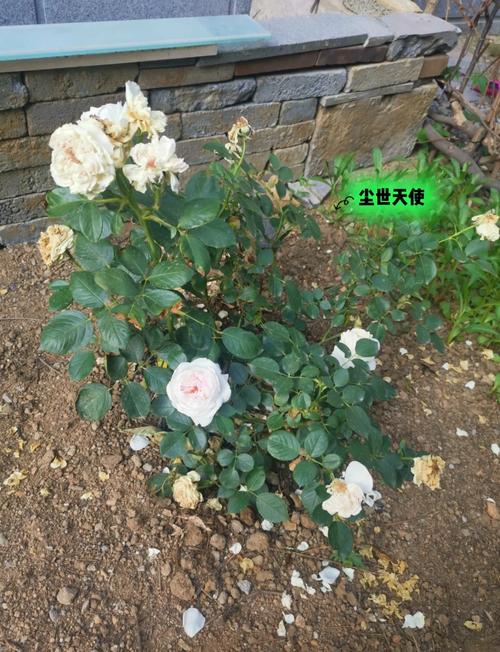 香水月季怎么繁殖(香水月季花怎么能养好)-第2张图片-花花知道网 香水月季怎么繁殖(香水月季花怎么能养好)-第2张图片-花花知道网