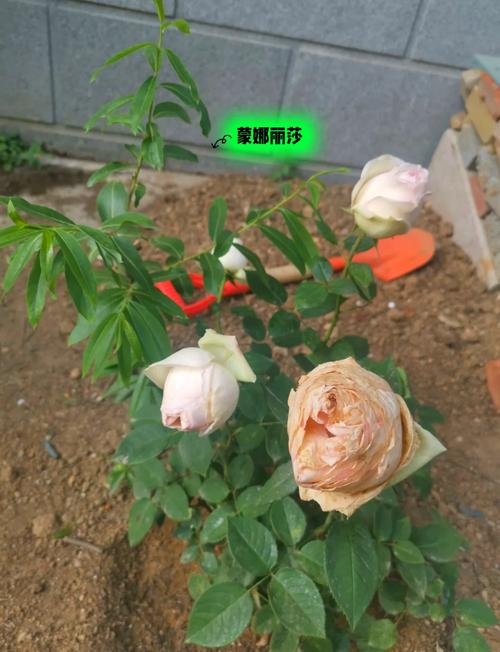 香水月季怎么繁殖(香水月季花怎么能养好)-第4张图片-花花知道网 香水月季怎么繁殖(香水月季花怎么能养好)-第4张图片-花花知道网