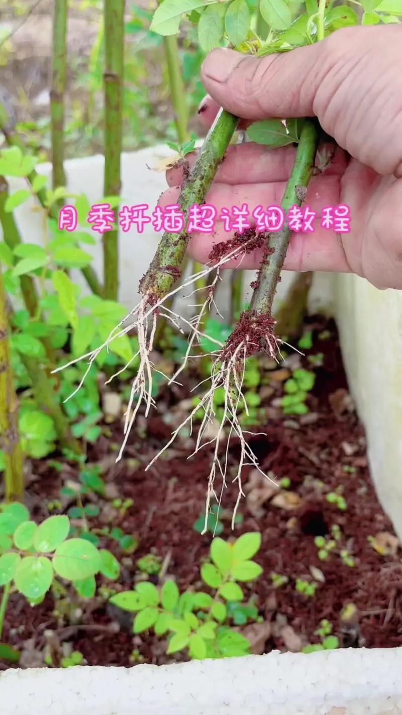 香水月季怎么繁殖(香水月季花怎么能养好)-第5张图片-花花知道网 香水月季怎么繁殖(香水月季花怎么能养好)-第5张图片-花花知道网