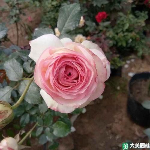 香水月季怎么繁殖(香水月季花怎么能养好)-第7张图片-花花知道网 香水月季怎么繁殖(香水月季花怎么能养好)-第7张图片-花花知道网