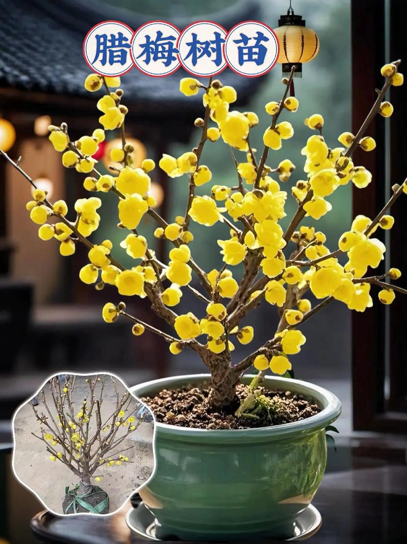如何使腊梅在元旦开花(腊梅怎么能开花)-第2张图片-花花知道网 如何使腊梅在元旦开花(腊梅怎么能开花)-第2张图片-花花知道网