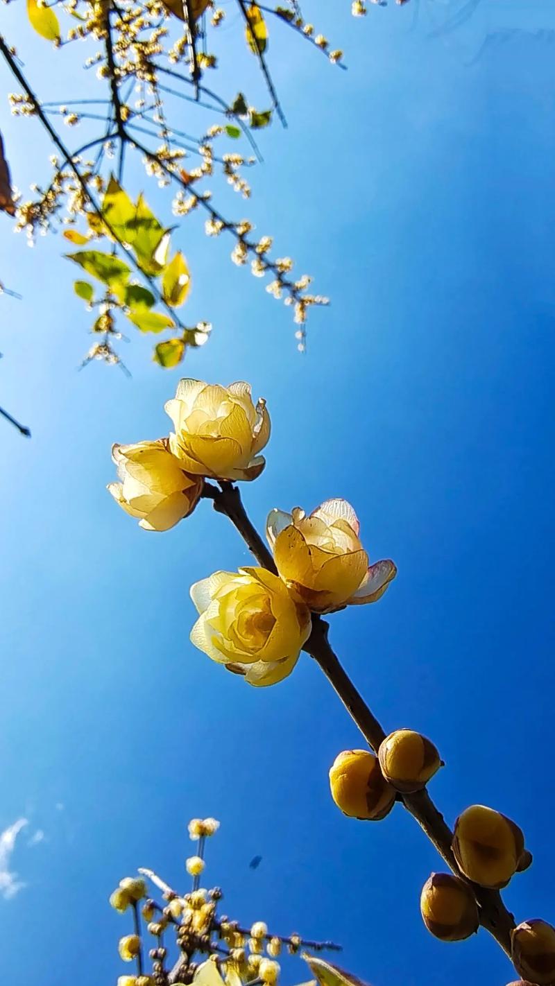 如何使腊梅在元旦开花(腊梅怎么能开花)-第3张图片-花花知道网 如何使腊梅在元旦开花(腊梅怎么能开花)-第3张图片-花花知道网