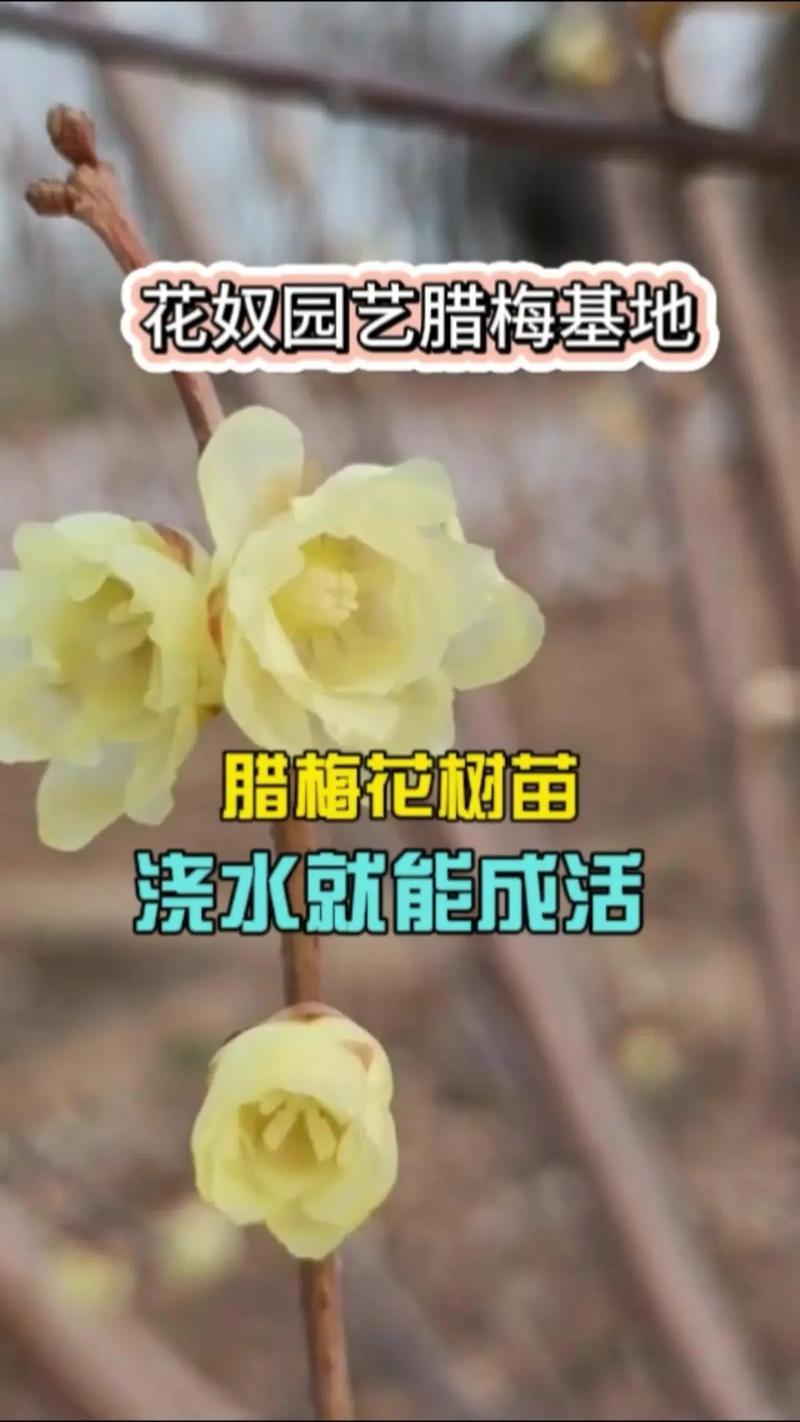 如何使腊梅在元旦开花(腊梅怎么能开花)-第5张图片-花花知道网 如何使腊梅在元旦开花(腊梅怎么能开花)-第5张图片-花花知道网