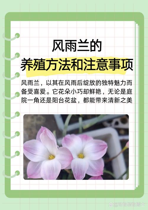 风雨兰怎么爆盆(风雨兰怎样养)-第1张图片-花花知道网 风雨兰怎么爆盆(风雨兰怎样养)-第1张图片-花花知道网