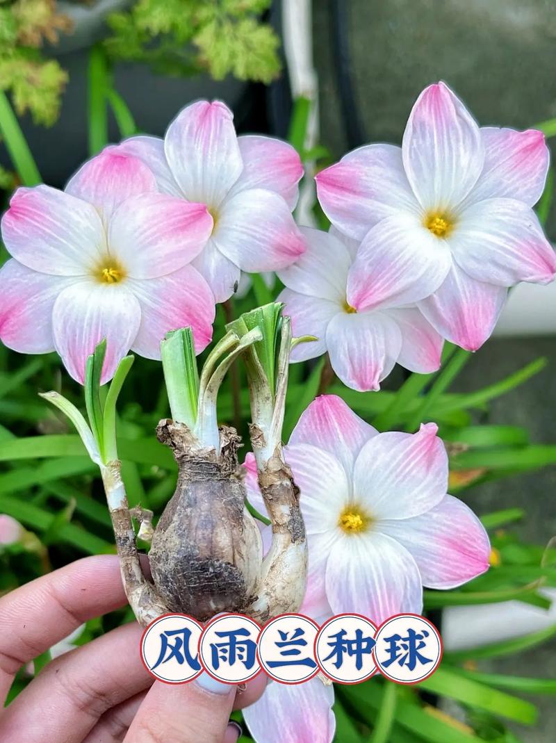 风雨兰怎么爆盆(风雨兰怎样养)-第2张图片-花花知道网 风雨兰怎么爆盆(风雨兰怎样养)-第2张图片-花花知道网