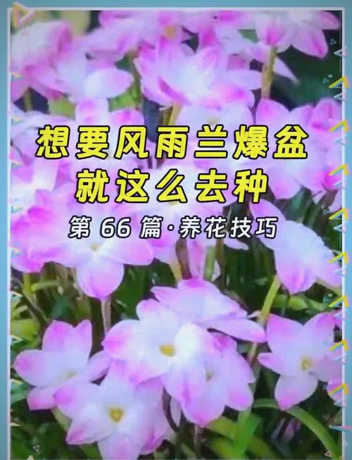 风雨兰怎么爆盆(风雨兰怎样养)-第3张图片-花花知道网 风雨兰怎么爆盆(风雨兰怎样养)-第3张图片-花花知道网