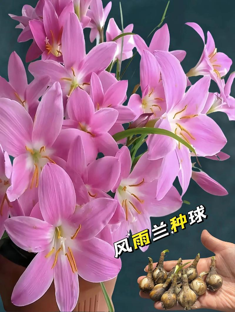 风雨兰怎么爆盆(风雨兰怎样养)-第4张图片-花花知道网 风雨兰怎么爆盆(风雨兰怎样养)-第4张图片-花花知道网