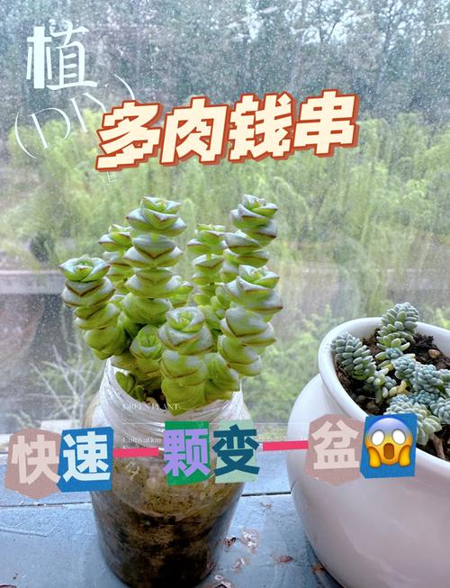 钱串的养殖方法和注意事项（多肉钱串的养殖方法和注意事项）-第1张图片-花花知道网