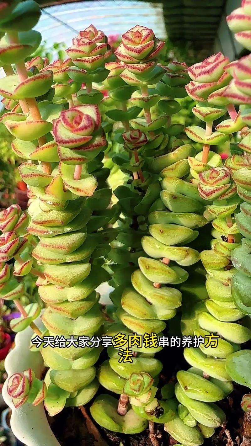 钱串的养殖方法和注意事项（多肉钱串的养殖方法和注意事项）-第3张图片-花花知道网