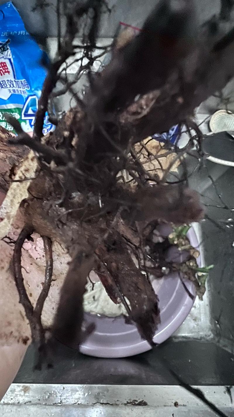 “月季”泡在水里(月季泡在水里多久会烂根死掉)-第1张图片-花花知道网 “月季”泡在水里(月季泡在水里多久会烂根死掉)-第1张图片-花花知道网